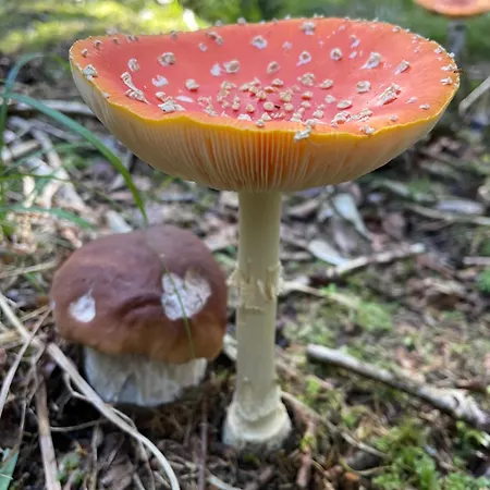 Ezera Perle Keipene